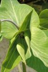 Euphorbia lathyris