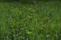 Vinca major