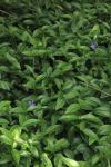 Vinca minor