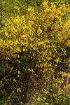 Cytisus scoparius