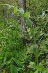 Polygonatum multiflorum