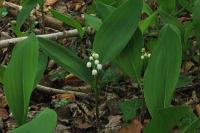 Convallaria majalis