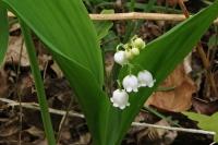 Convallaria majalis