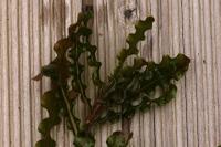Potamogeton crispus
