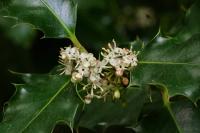 Ilex aquifolium