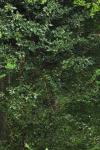 Ilex aquifolium