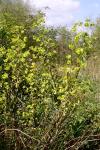 Euphorbia amygdaloides