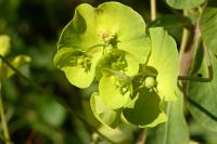 Euphorbia amygdaloides