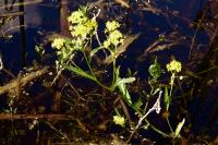 Rorippa amphibia