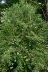 Euonymus europaeus