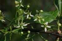 Euonymus europaeus