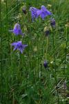 Aquilegia vulgaris