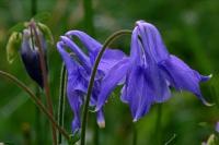 Aquilegia vulgaris