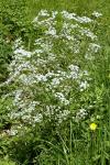 Anthriscus sylvestris