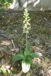 Platanthera chlorantha