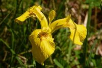Iris pseudacorus