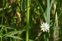 Stellaria graminea