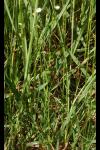 Stellaria graminea