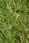 Medicago lupulina