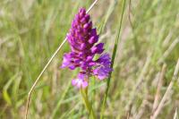 Anacamptis pyramidalis