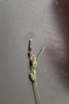 Carex nigra