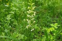 Platanthera chlorantha