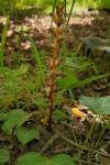 Orobanche minor