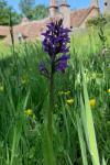 Orchis mascula