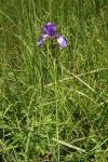 Iris sibirica