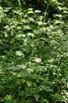 Rosa canina