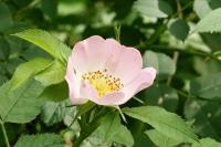 Rosa canina