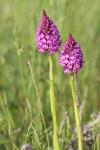Anacamptis pyramidalis
