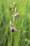 Ophrys apifera