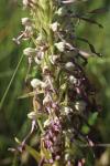 Himantoglossum hircinum