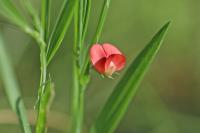 Lathyrus sphaericus