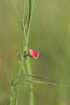 Lathyrus sphaericus