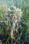 Himantoglossum hircinum