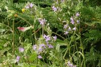 Campanula rapunculus