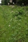Valeriana officinalis