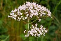 Valeriana officinalis