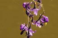 Solanum dulcamara