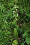 Platanthera chlorantha