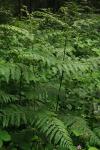 Pteridium aquilinum