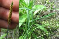 Alopecurus aequalis