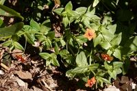 Lysimachia arvensis