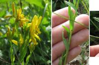 Genista tinctoria