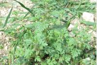 Teucrium botrys