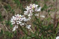 Iberis amara
