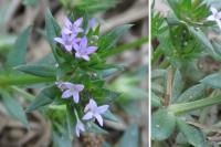 Sherardia arvensis