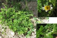 Anthemis arvensis